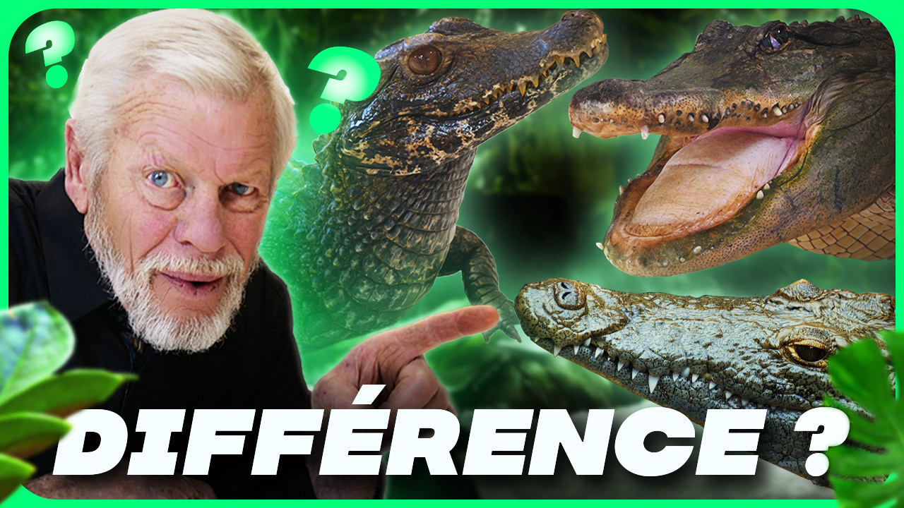 Miniature : crocodile, alligator ou caïman ?