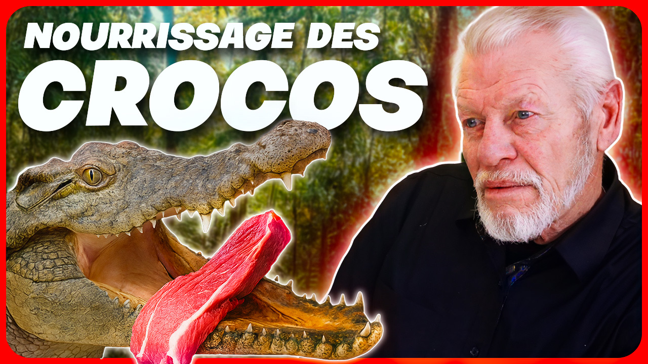 Miniature : nourrissage des crocodiles