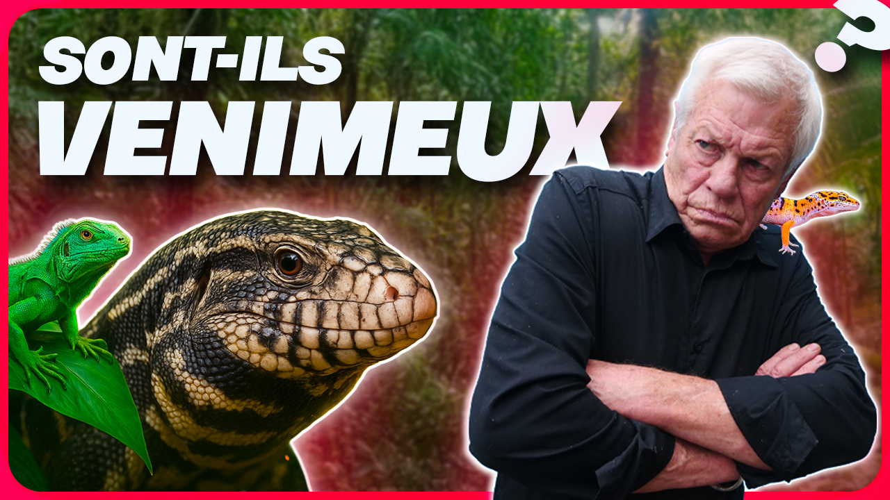 Miniature : lézards venimeux ?