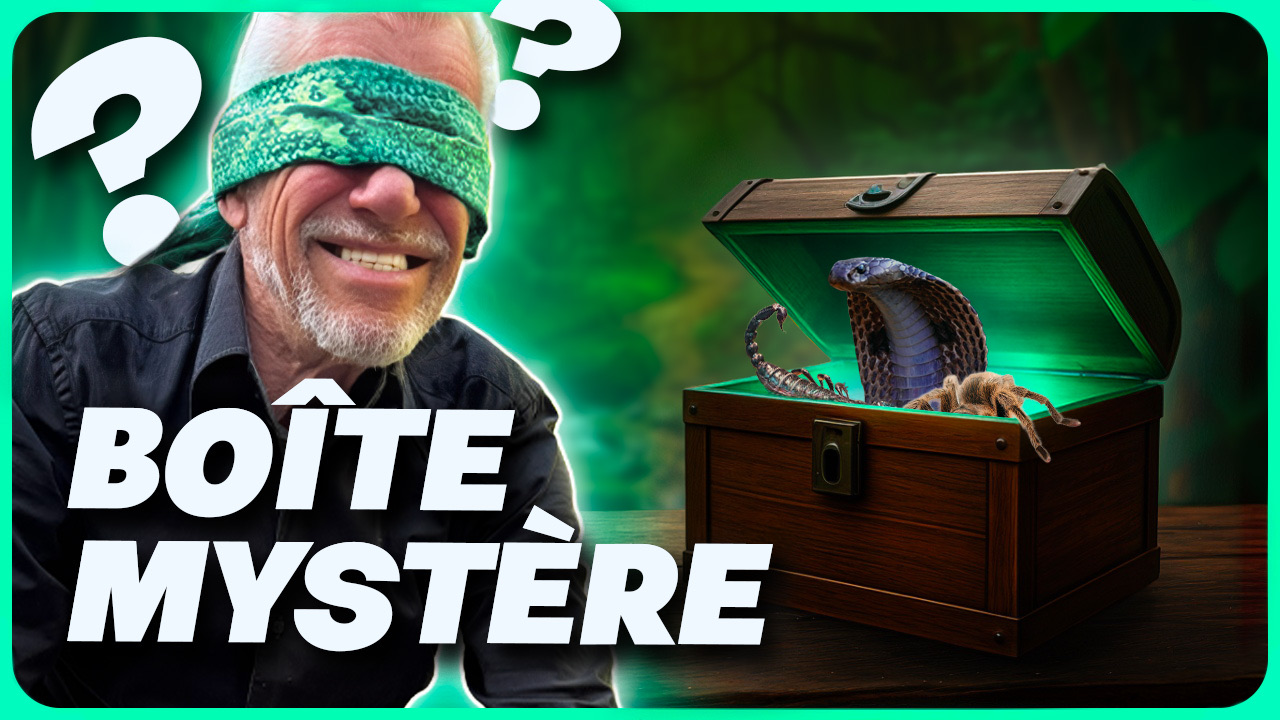 Miniature : la boîte mystère