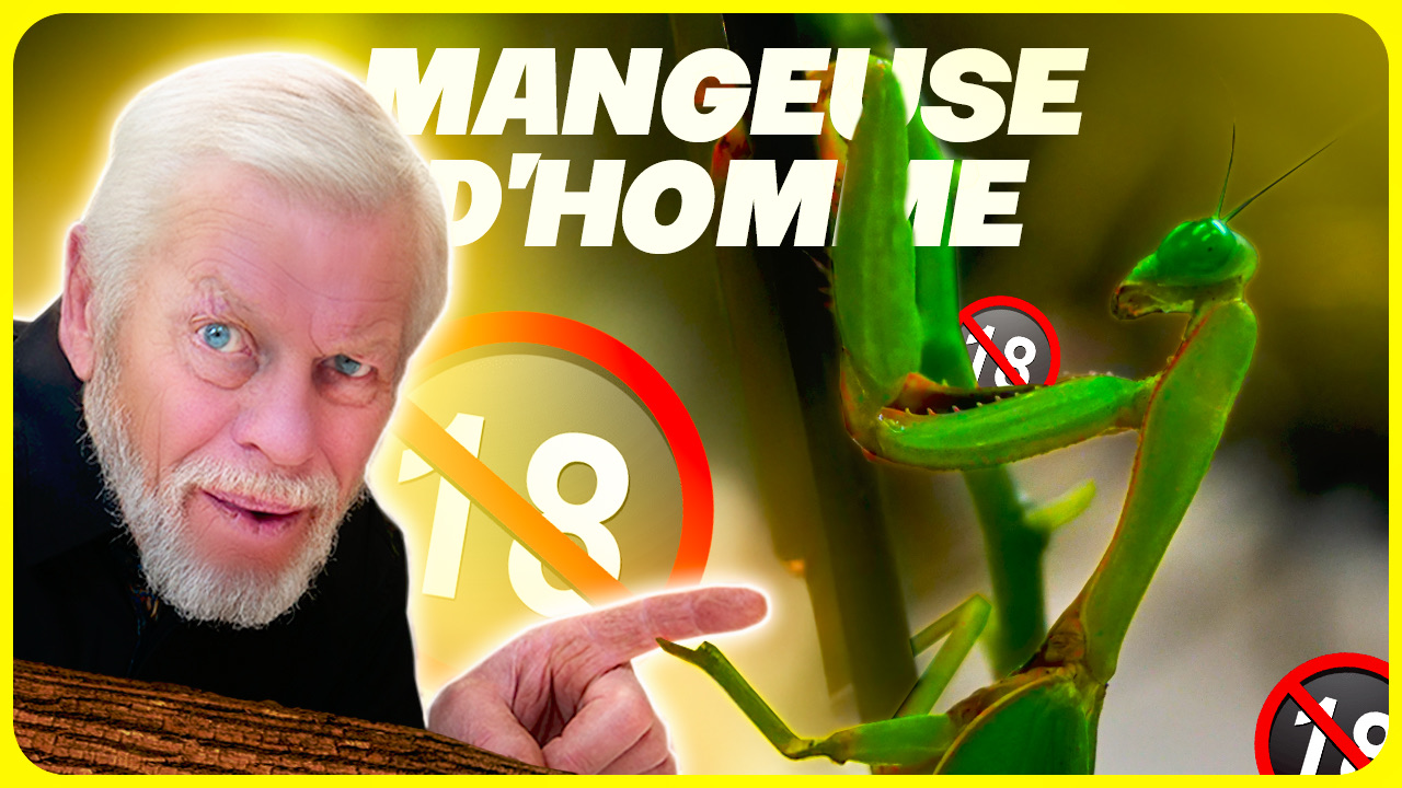 Miniature : la mangeuse d'hommes